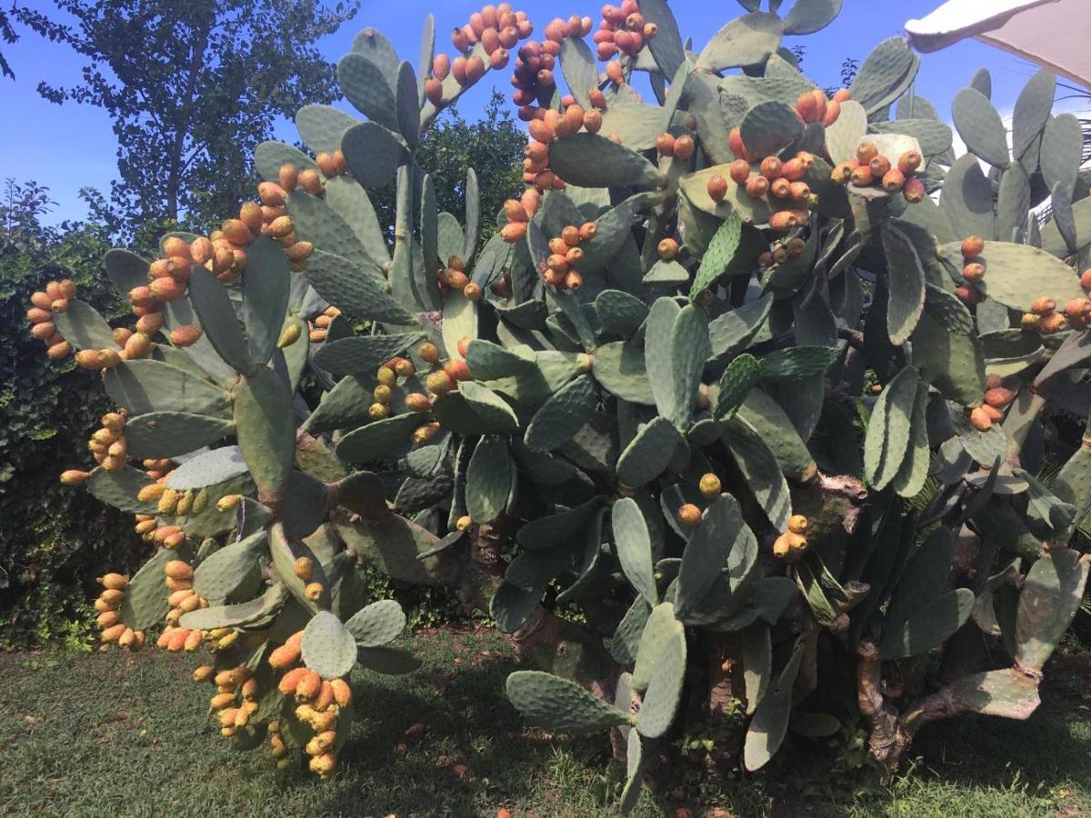 Il Giardino Degli Agrumi Caserta Exterior foto